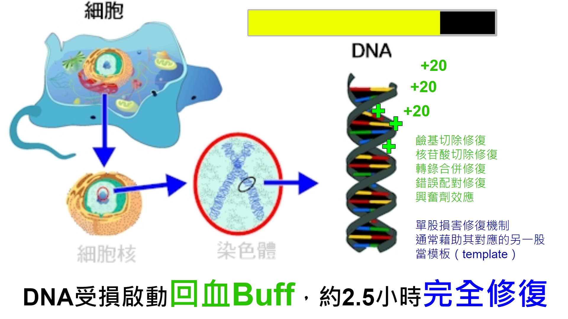 4.DNA受損啟動回血Buff.jpg